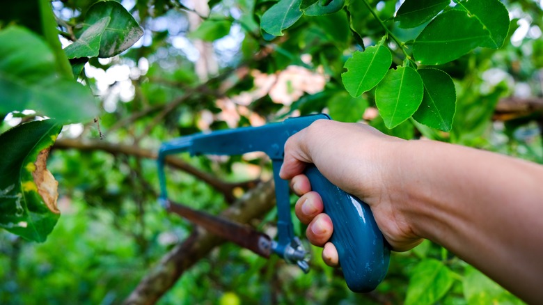 Person sawing off lemon tree branch