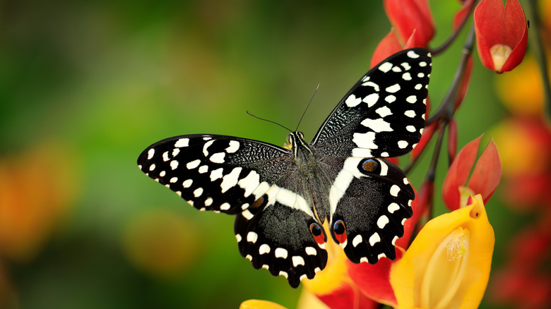 Citrus swallowtail resting on orange flower