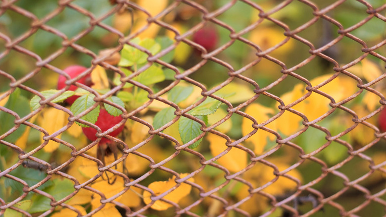 Rusted chain link fence with leaves in background