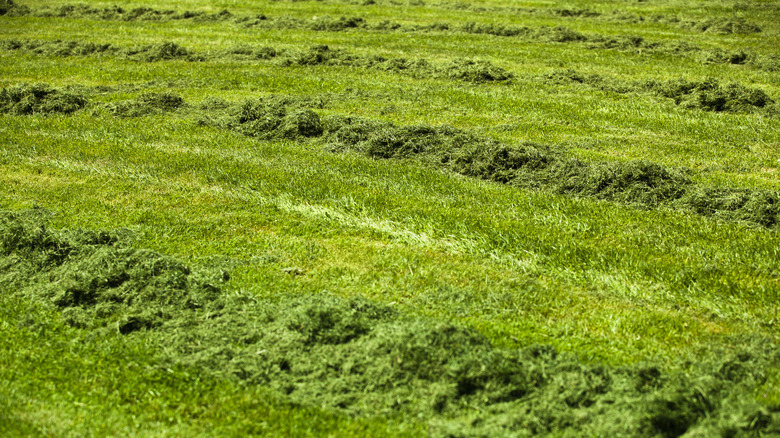 Rows of grass clippings