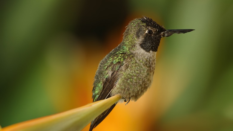 Hummingbird with pox virus