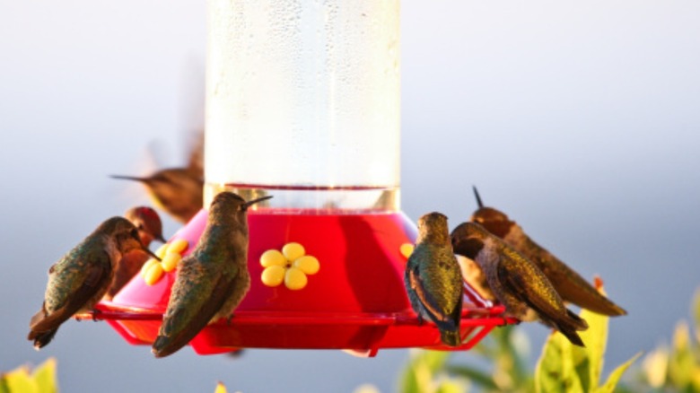 Lots of hummingbirds at feeder