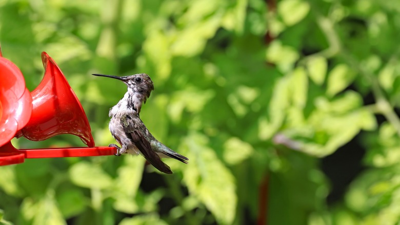 Hummingbird at feeder