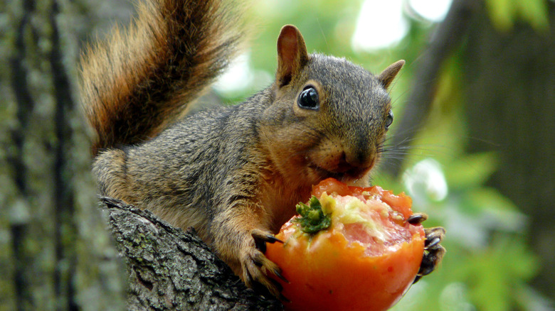 squirrel eating tomato