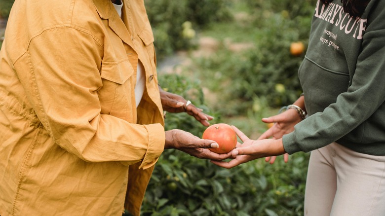 two women inspecting tomatoes