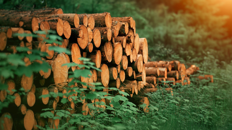 Pile of logs in yard