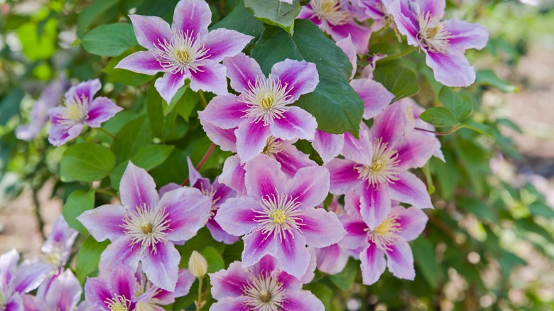 Clematis blooms