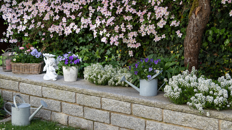 Clematis in pots