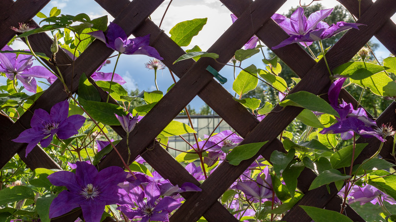 Clematis and trellis