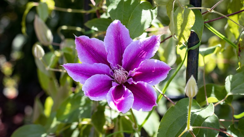 Purple clematis