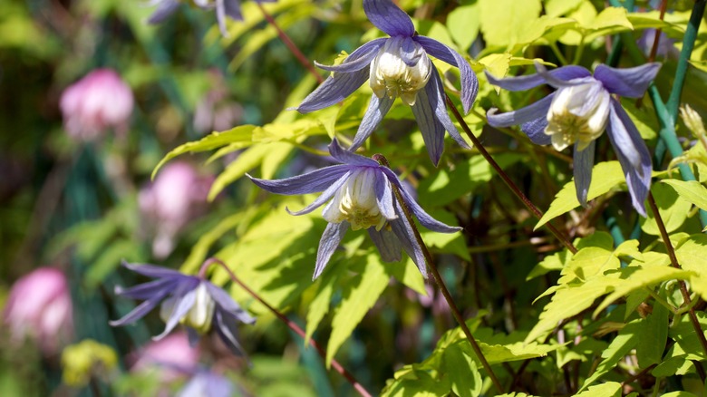 Clematis with golden leaves