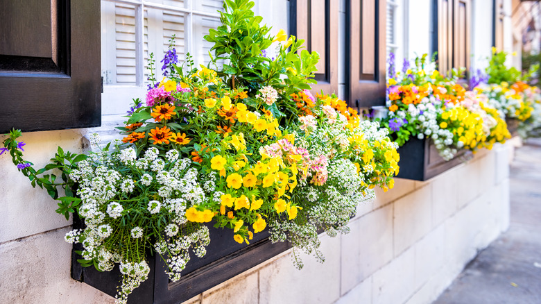 window box with flowers