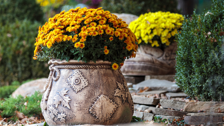 Mums growing in a clay pot in a garden