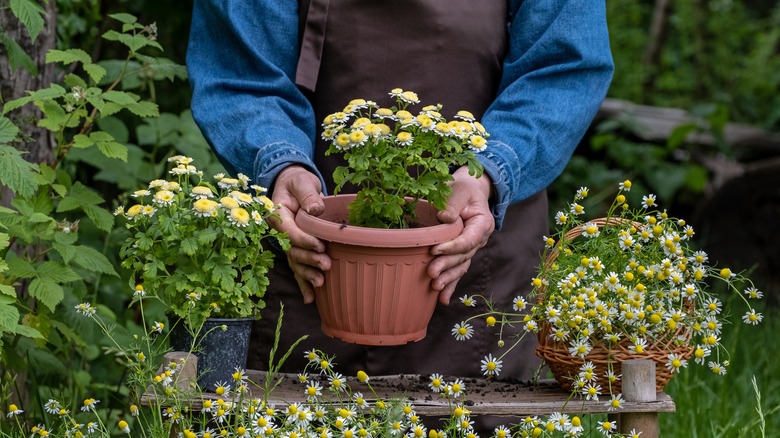 A person is holding a container of chrysanthemums in a garden.