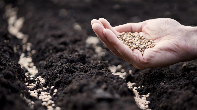 person sewing seeds