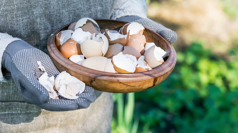 Person with eggshells in garden