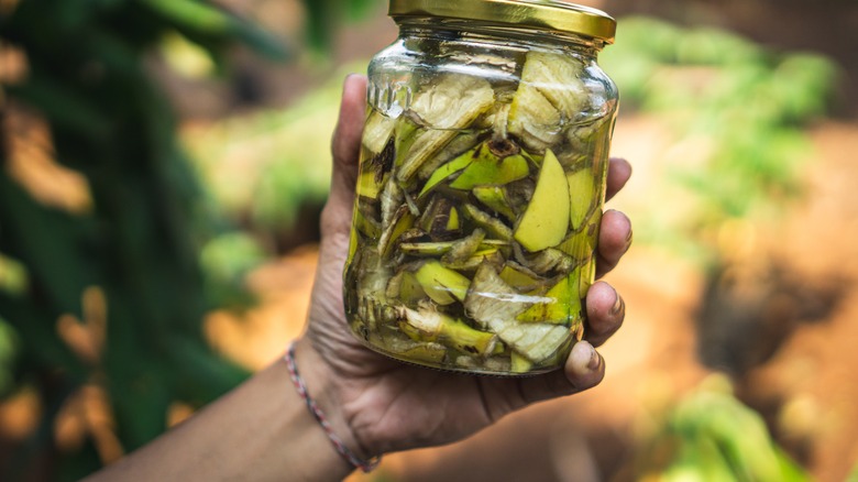 Holding jar banana peel fertilizer