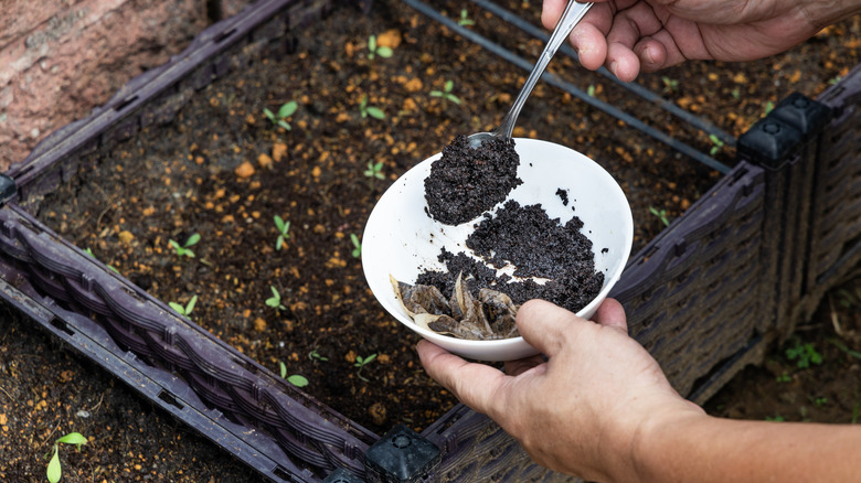 Adding coffee grounds to soil