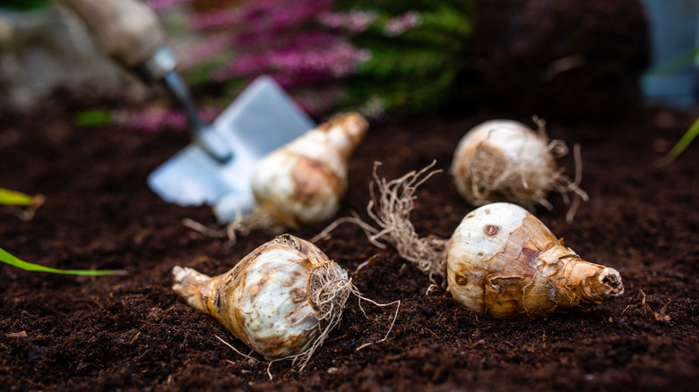 Planting daffodil bulbs in garden