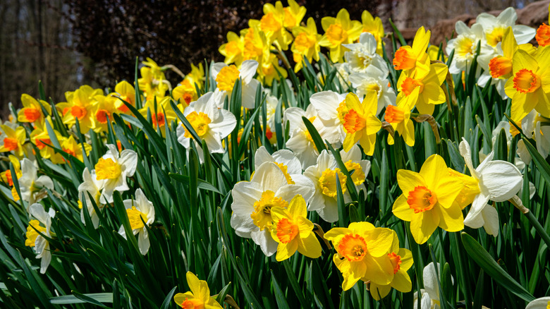 Cluster white and yellow daffodils