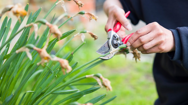 Pruning spent daffodil flowers