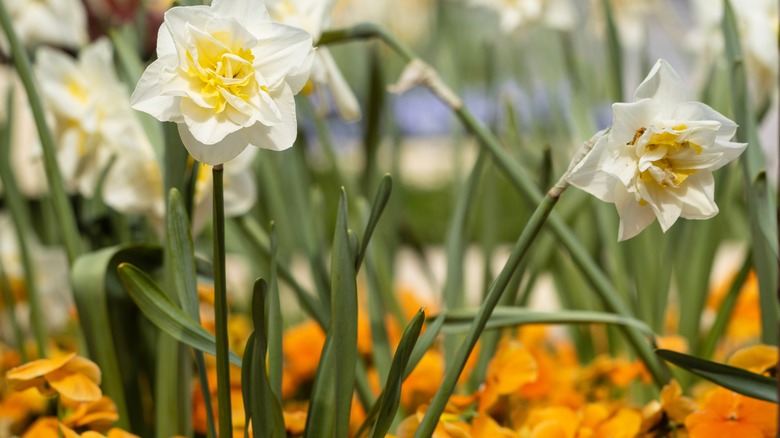 Daffodils with bent stems