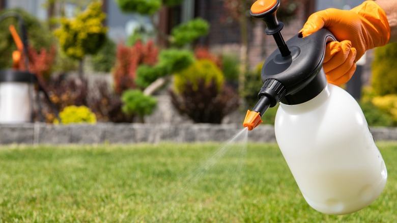 Gardener applying herbicide