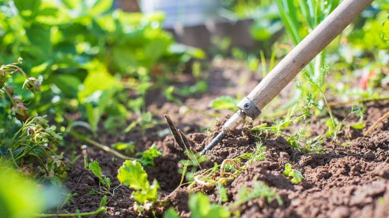 Weeding in a garden