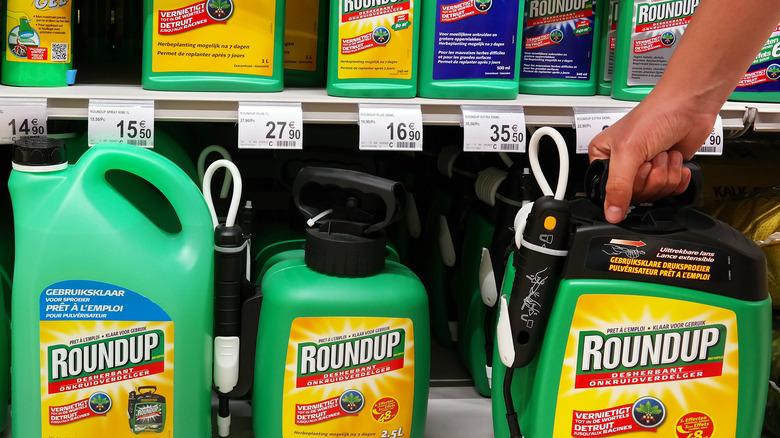 Person selecting a herbicide at a store