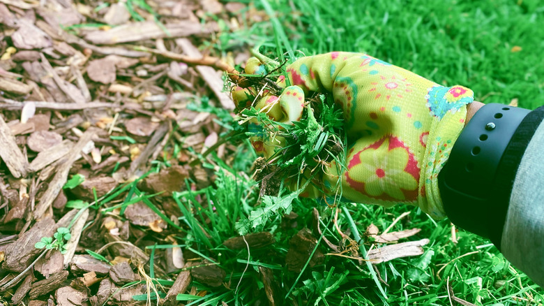 Person pulling weeds by hand