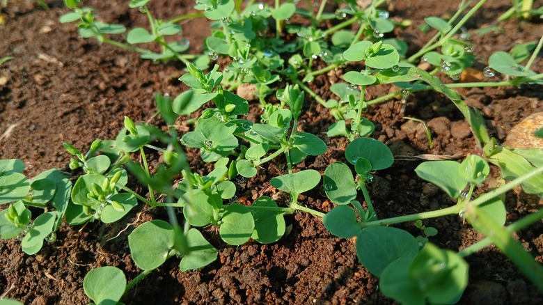 common chickweed