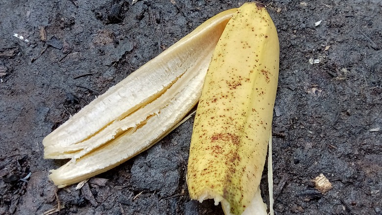 banana peel in the soil