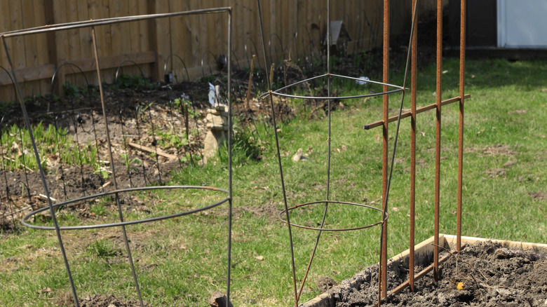 tomato cages reading for planting