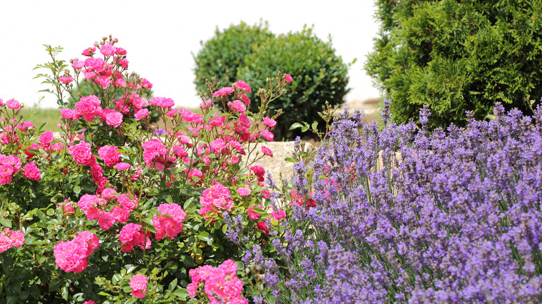 rose and lavender plants