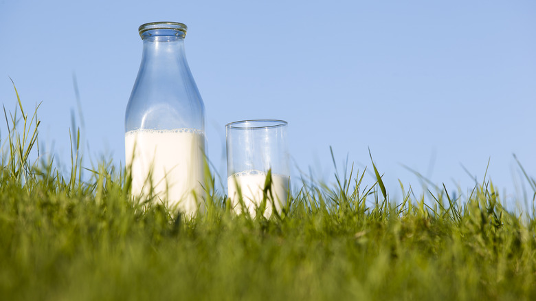 milk bottles on grass