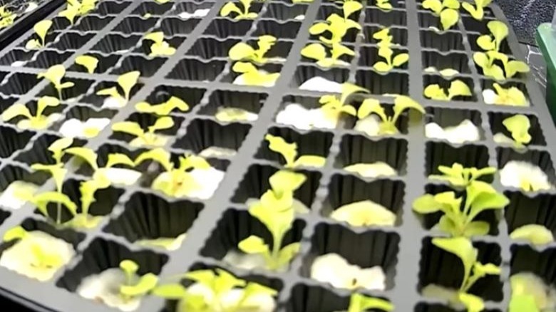 Growing tray with seedlings in cotton