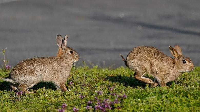 Two brown rabbits