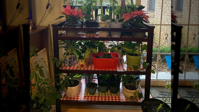 three-tiered wooden plant stand