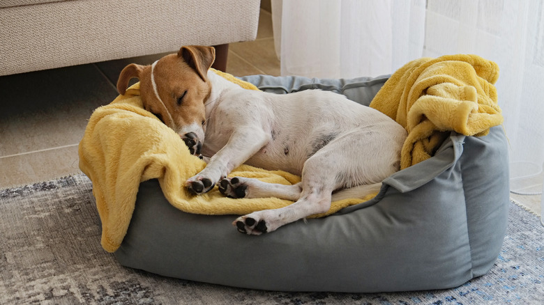 Dog sleeping on bed with blanket