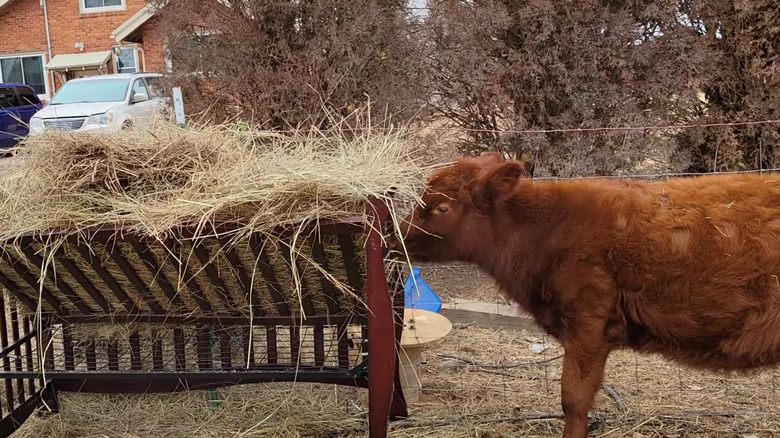 Hay feeder repurposed from crib