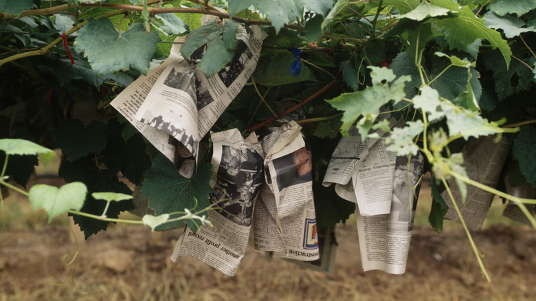 grapes wrapped in newspaper