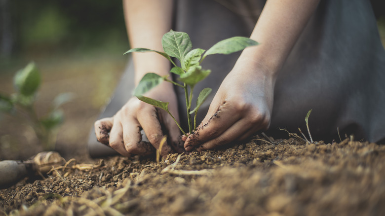 person planting seedling in soil