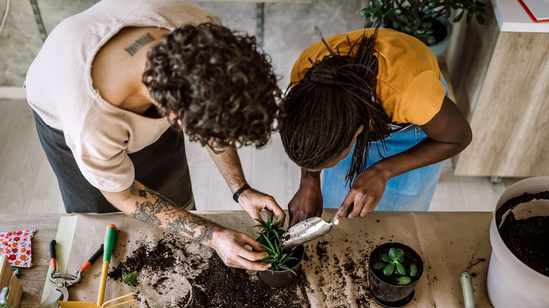 couple potting plants