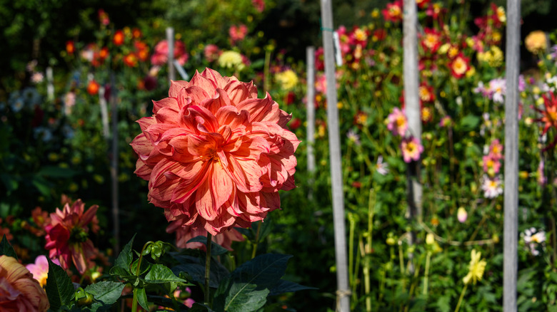 garden with wooden stakes