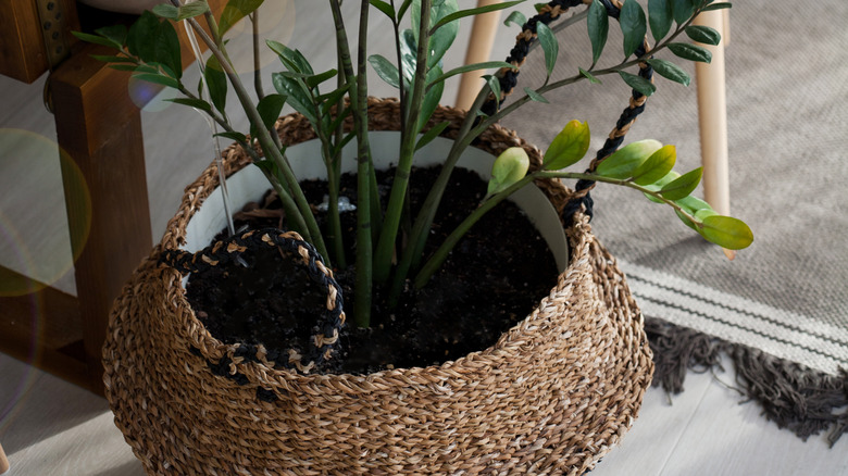 Plant pot in hamper