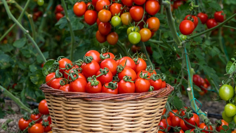 Tomatoes in wicker hamper