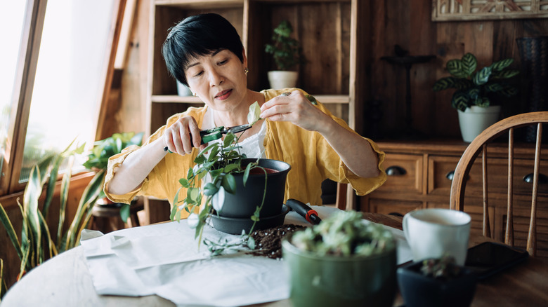 Woman caring for plant