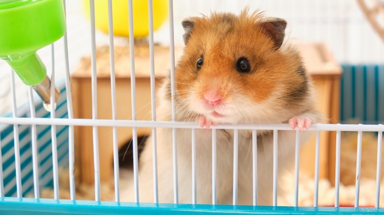 Hamster in cage