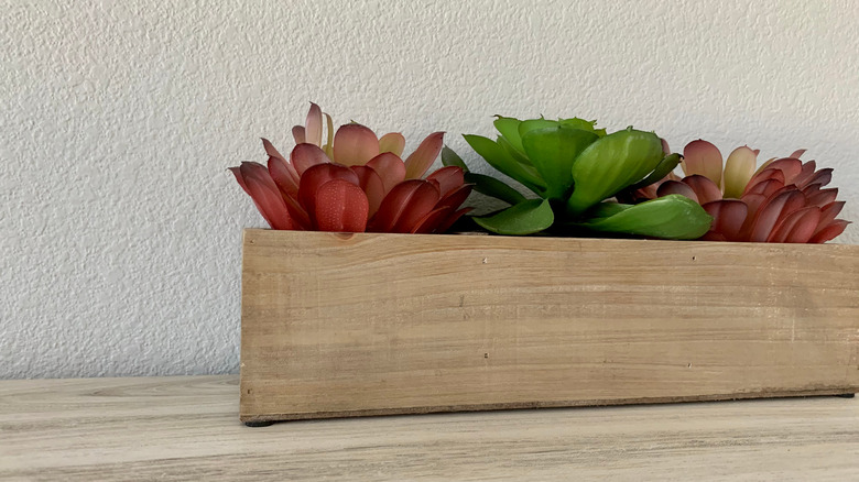 succulents in rectangular planter