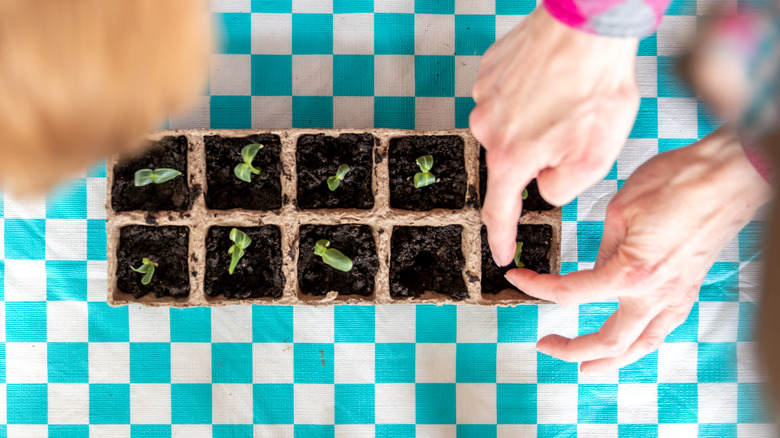 person starting seeds in cardboard